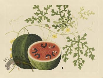 Andalas Botanicals 15